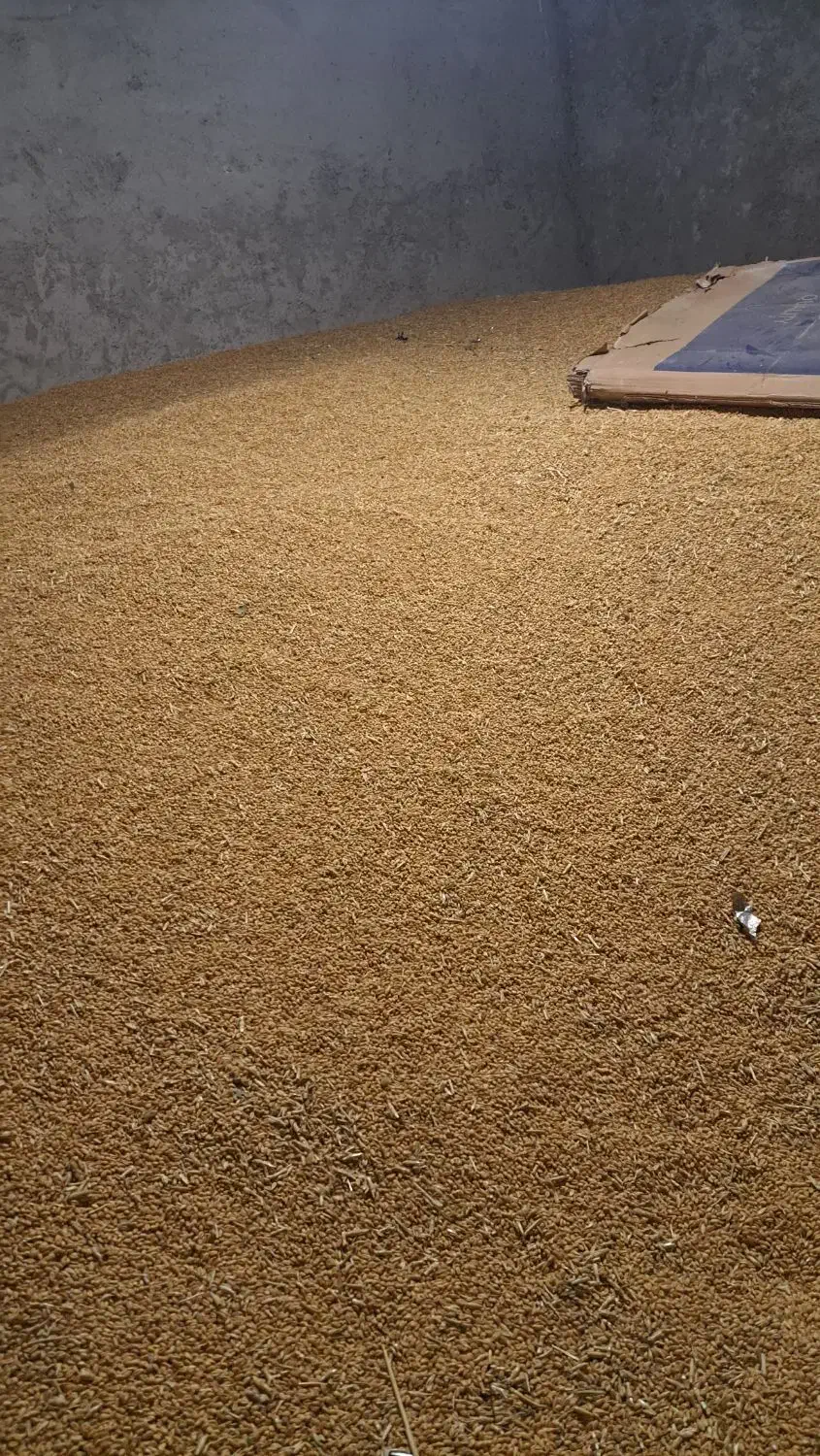 گندم پیشگام|عمده‌فروشی|زنجانرود, |دیوار