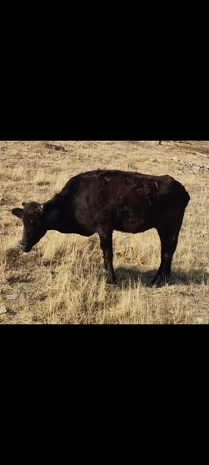 گاو محلی ۷ ماه آبستن|حیوانات مزرعه|روانسر, |دیوار