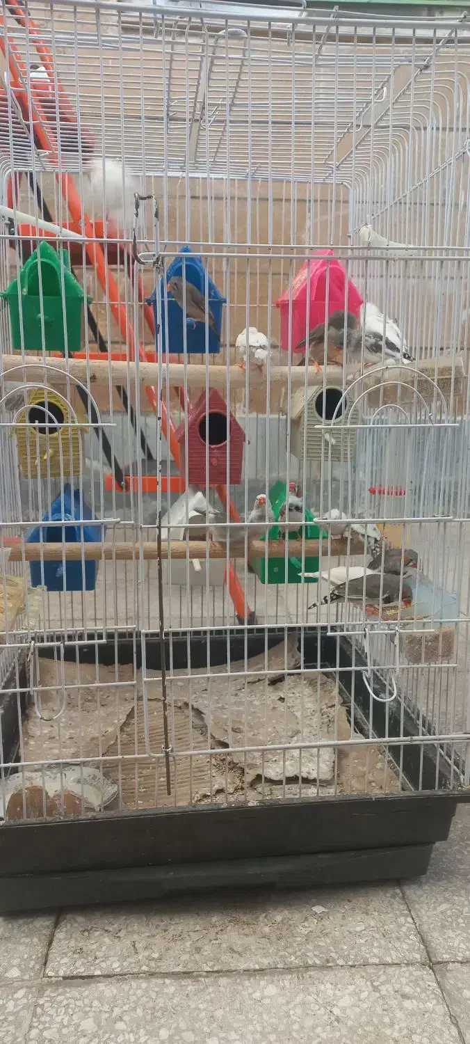 فنج|پرنده|سبزوار, اسلام آباد|دیوار