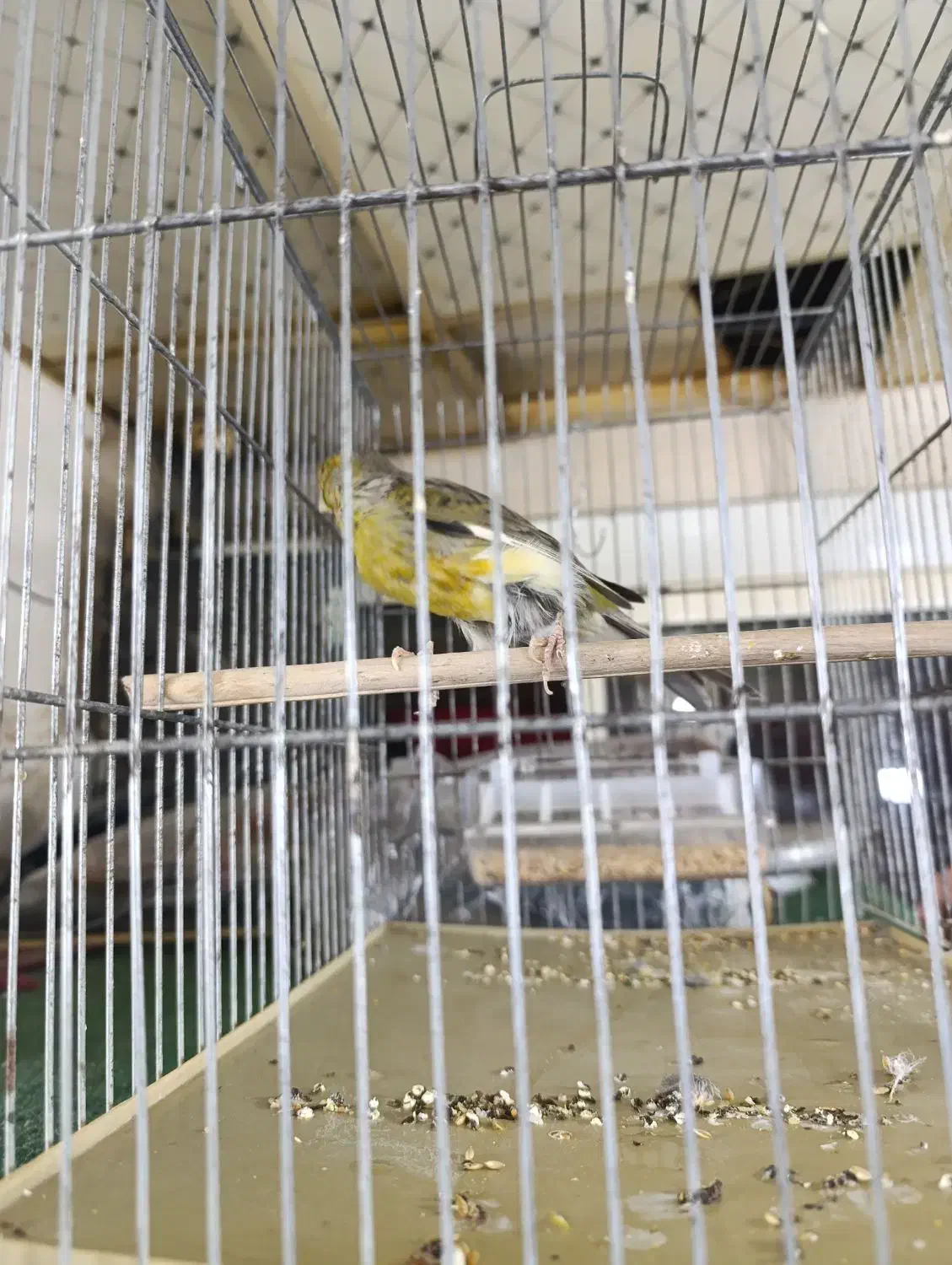 قناری ماده|پرنده|تهران, نازی‌آباد|دیوار