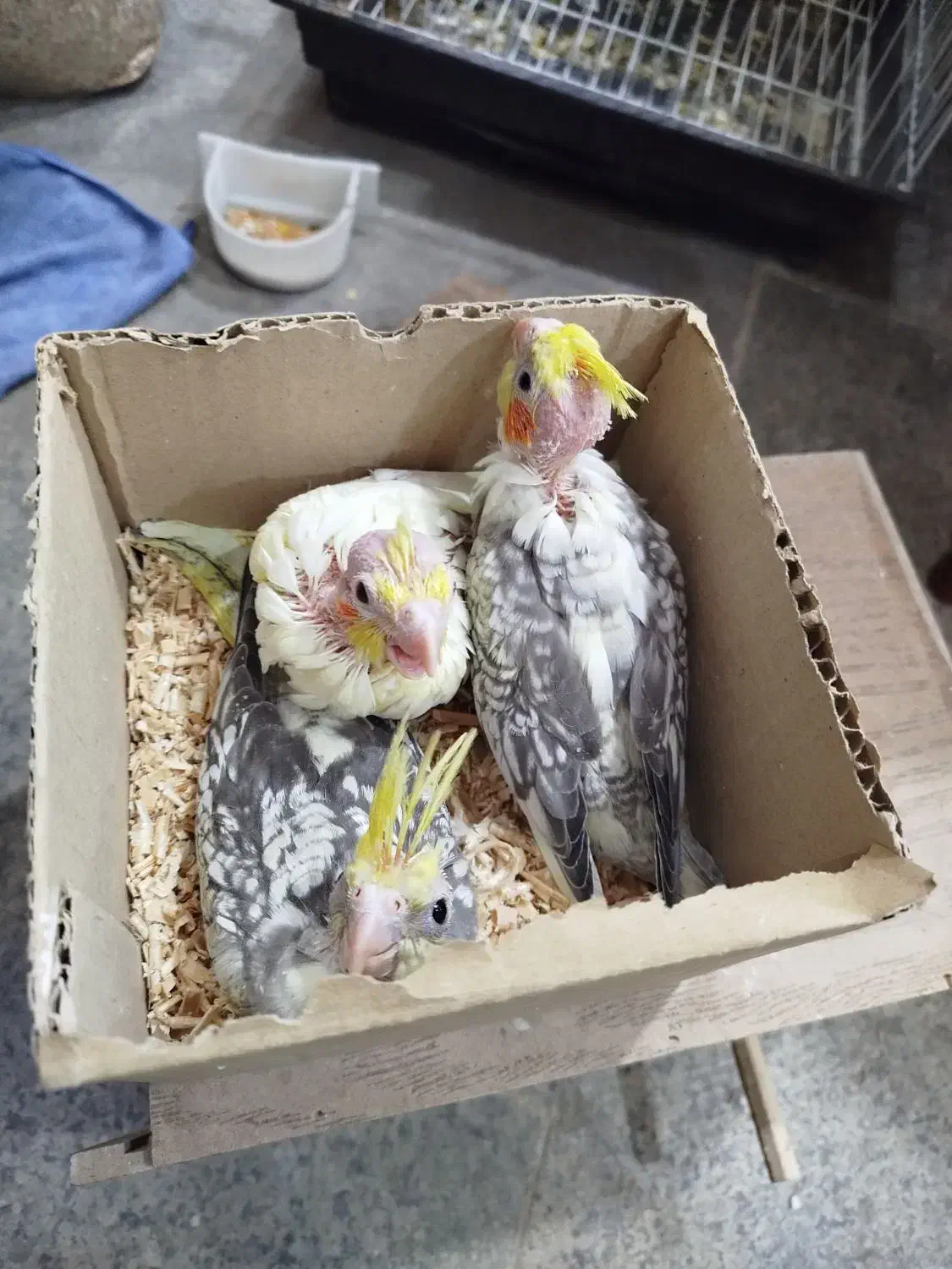 6عدد جوجه عروس هلندی|پرنده|ابهر, |دیوار