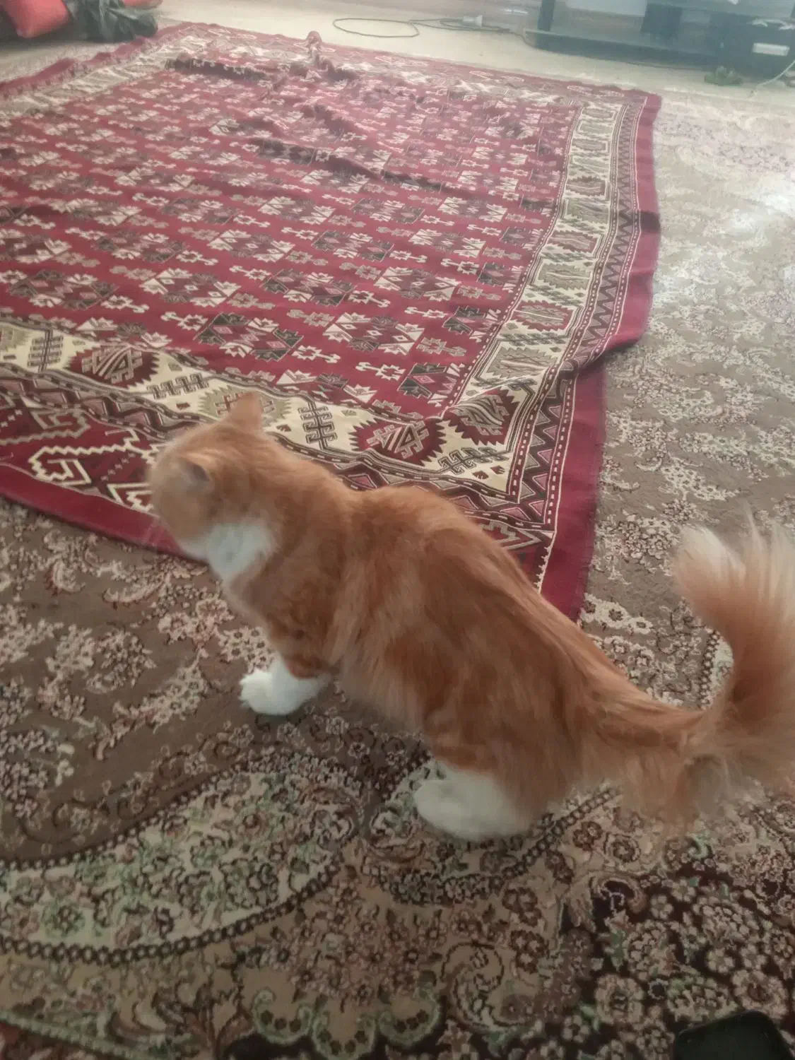 گربه پرشین نر و ماده|گربه|شیروان (خراسان), |دیوار