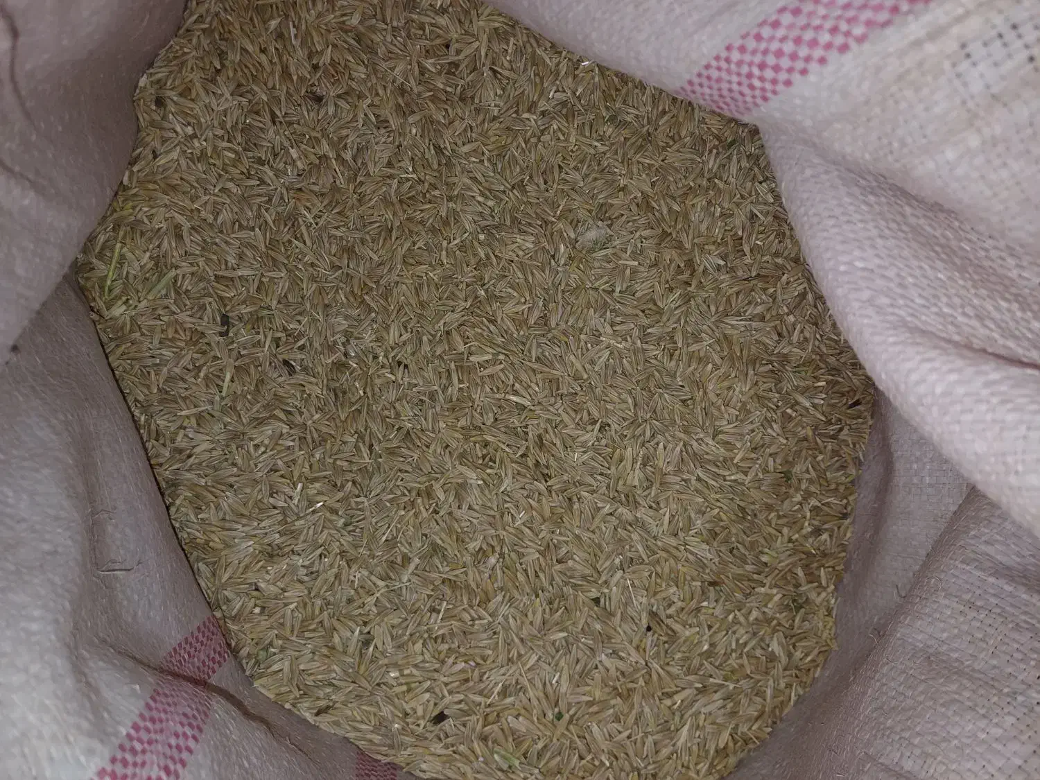 فروش بذر جو آبی بهمن پایه کوتاه و بذر گندم پیشگام|خدمات باغبانی و درختکاری|اسدآباد, |دیوار