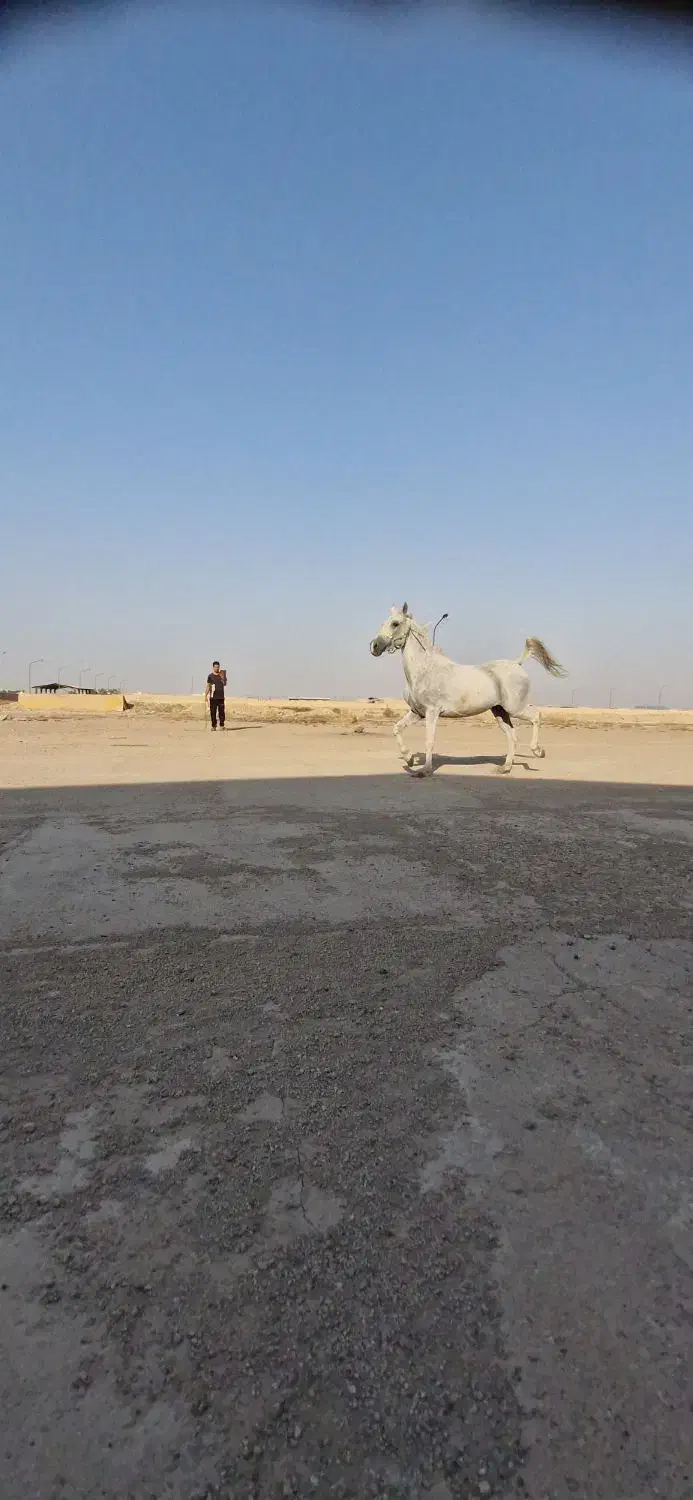 مادیان یکسر|اسب و تجهیزات اسبسواری|کارون, |دیوار