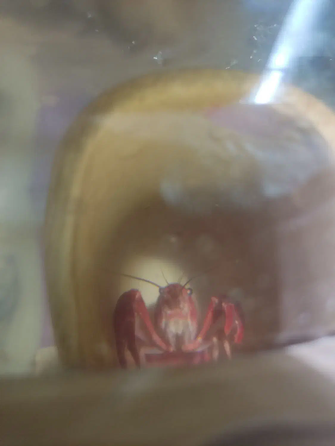 لابستر و آنجل|ماهی|تهران, پردیسان|دیوار