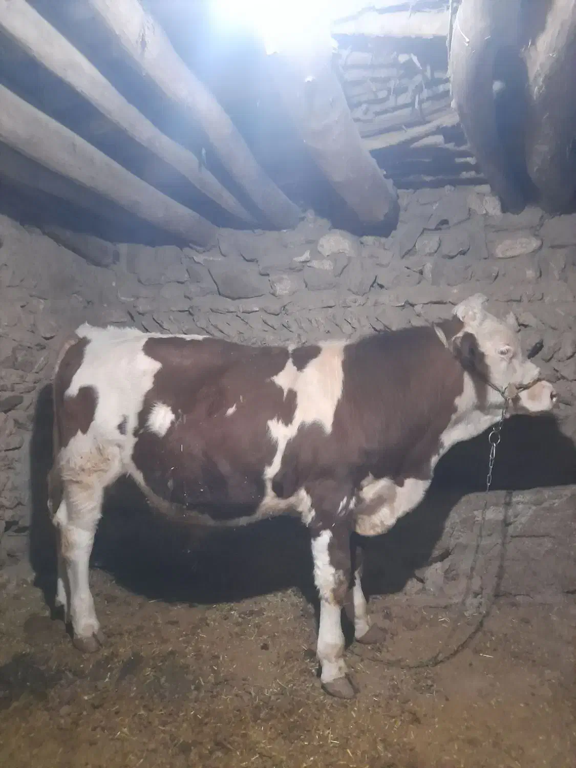 گوساله نرو ماده|حیوانات مزرعه|دهگلان, |دیوار