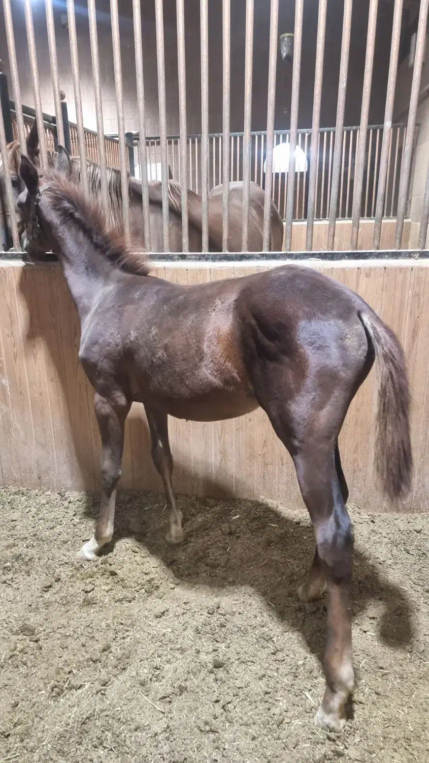 کارگر اصطبل اسب|استخدام سرایداری و نظافت|بروجن, |دیوار