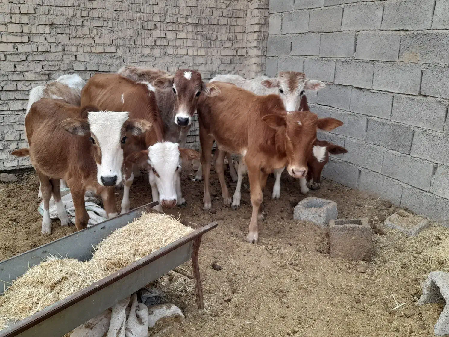 گاو ی گوساله نر در شادگان|حیوانات مزرعه|شادگان, |دیوار