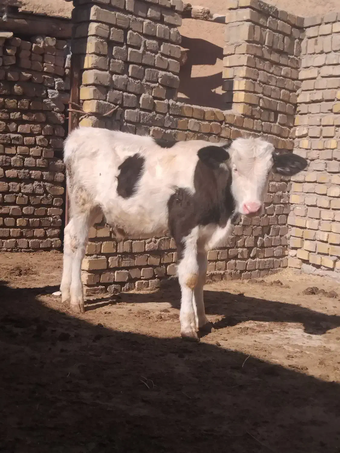 گوساله سیمینتال دشتی|حیوانات مزرعه|رامند, |دیوار