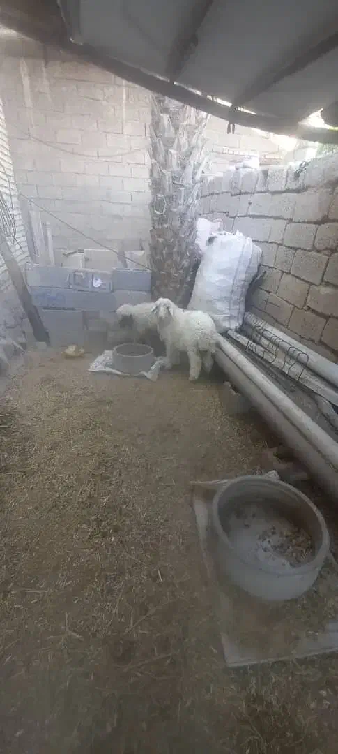 الحایی|حیوانات مزرعه|کرخه, |دیوار