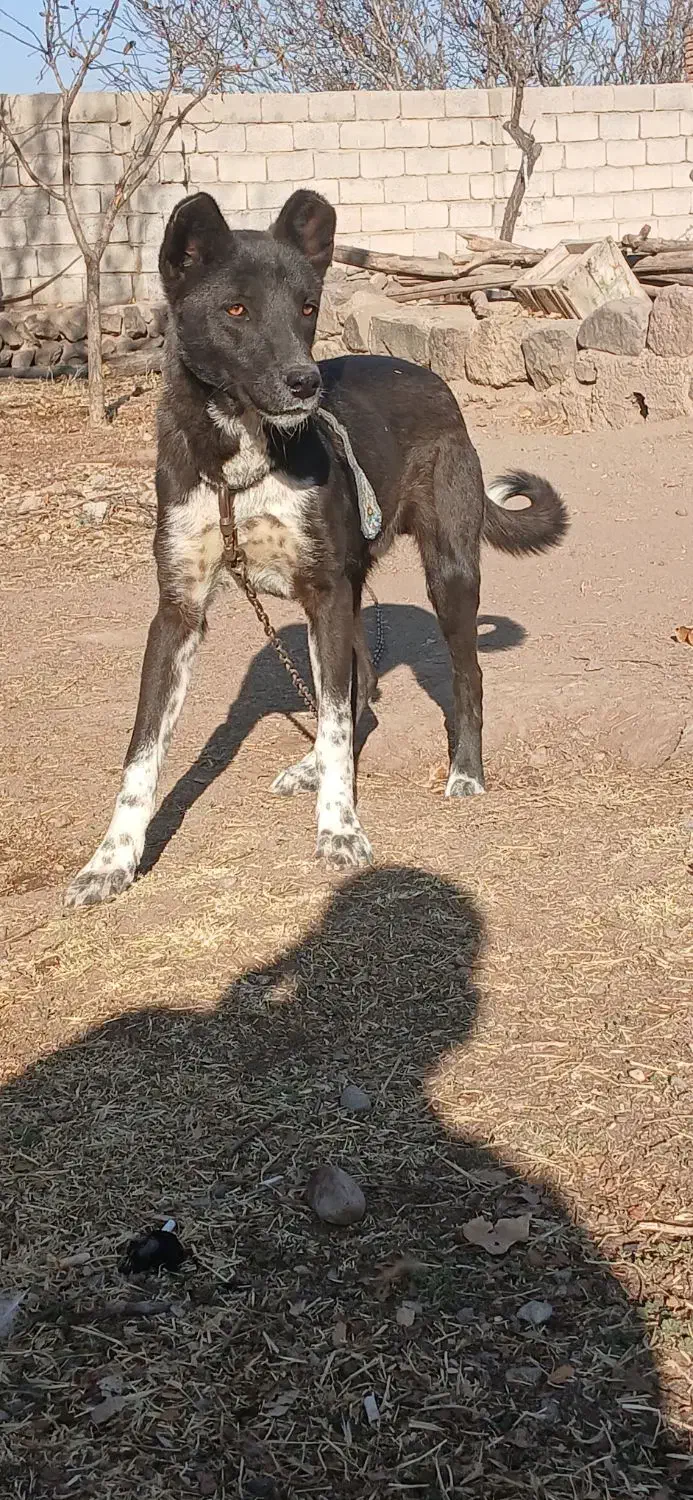 توله ۵ ماهه|سگ|مشگین شهر, |دیوار