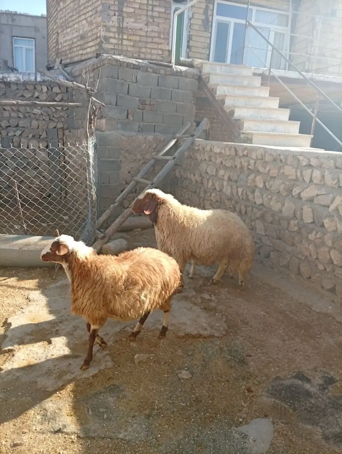 قوچ|حیوانات مزرعه|اسلام‌‌آباد غرب, |دیوار