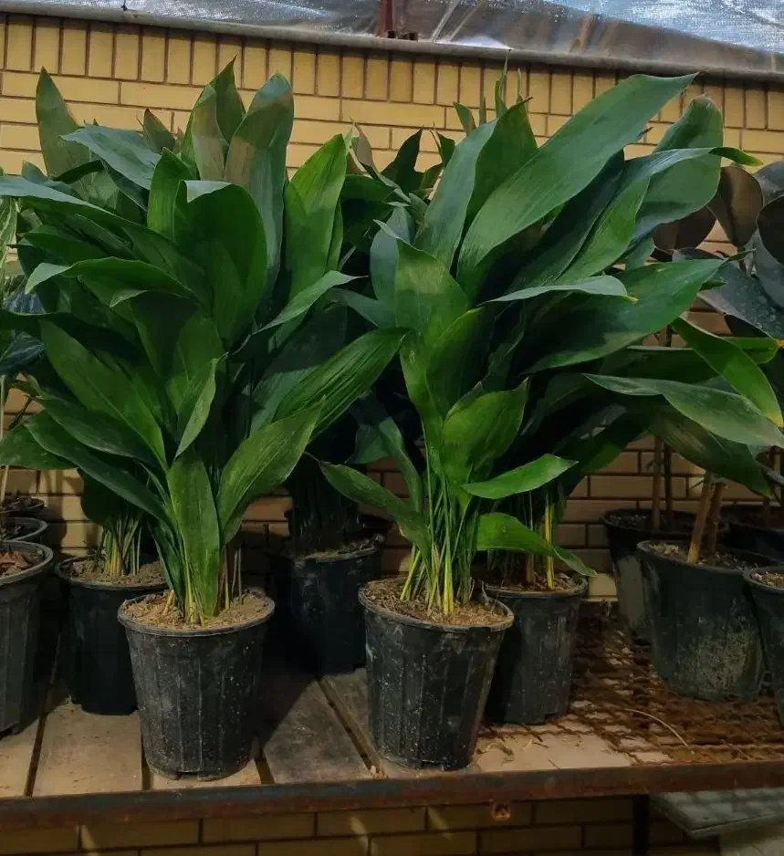 برگ عبایی، دیفن باخیا، بن سای لیندا|گل و گیاه طبیعی|شیراز, شهرک والفجر|دیوار