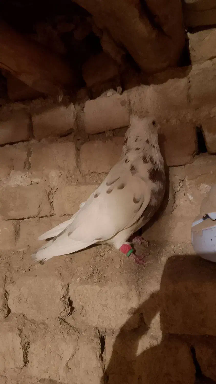 کبوتر یا کفتر|پرنده|تربت‌حیدریه, بالا ولایت|دیوار