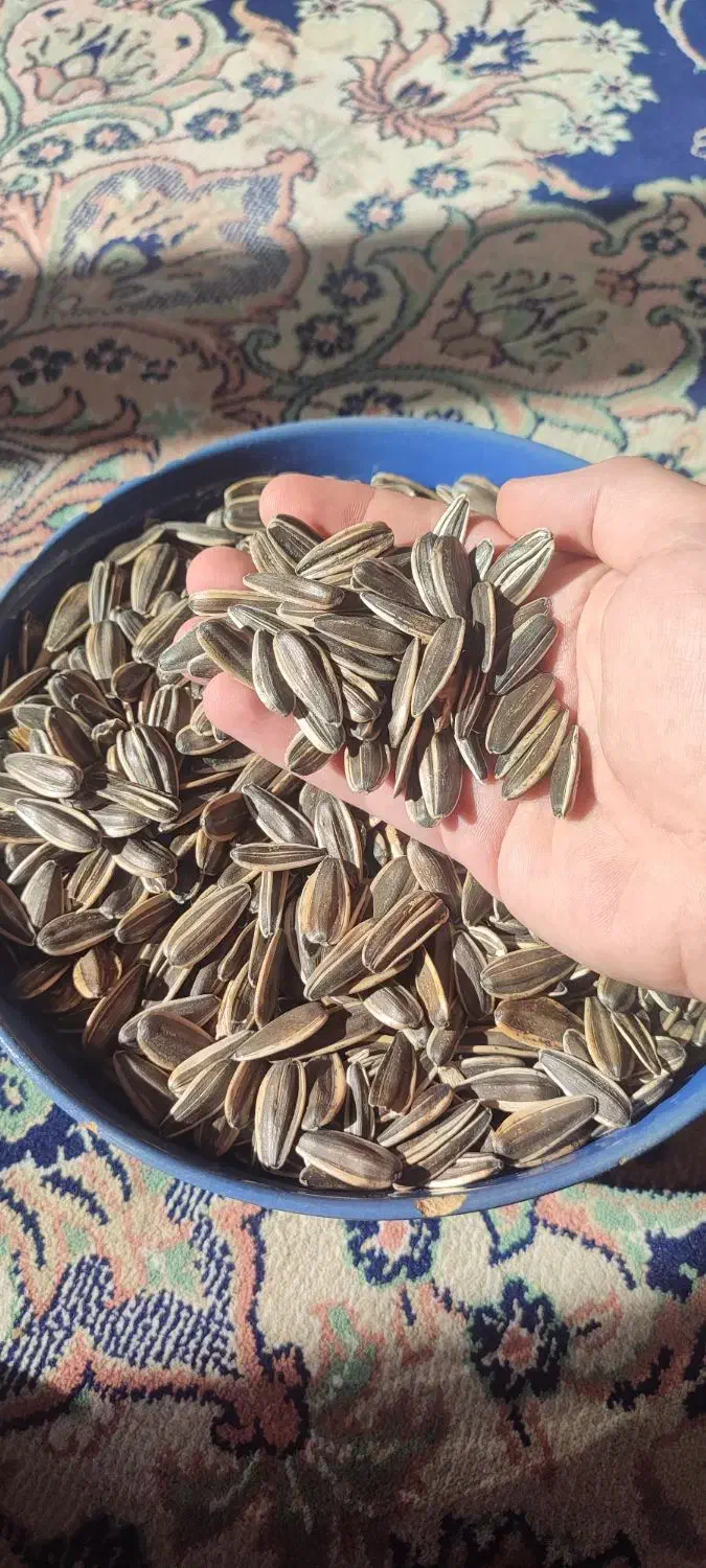 تخمه کانادایی|خوردنی و آشامیدنی|دهگلان, |دیوار