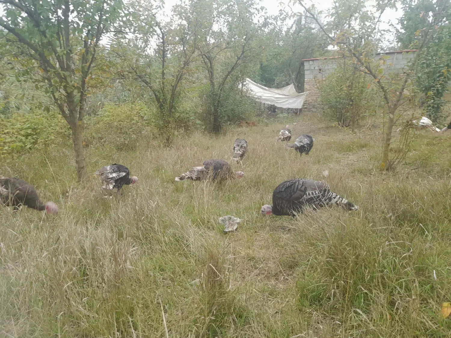 بوقلمون|حیوانات مزرعه|آبش احمد, |دیوار