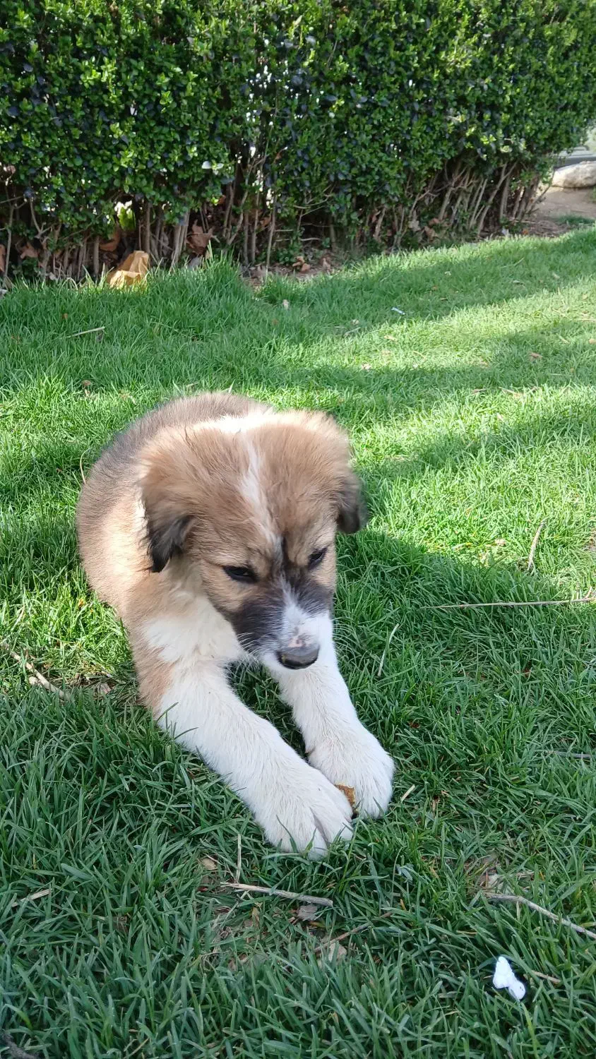 سگ ‌‌‌‌|سگ|سنندج, |دیوار