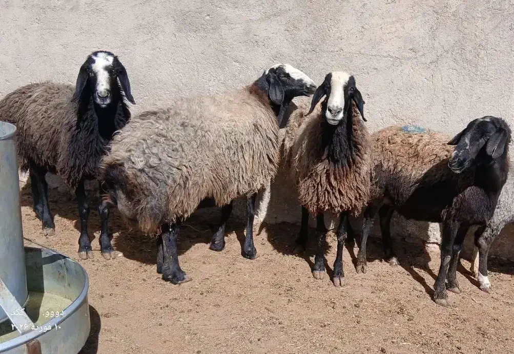 ۸عدد میش چاق|حیوانات مزرعه|مهریز, |دیوار