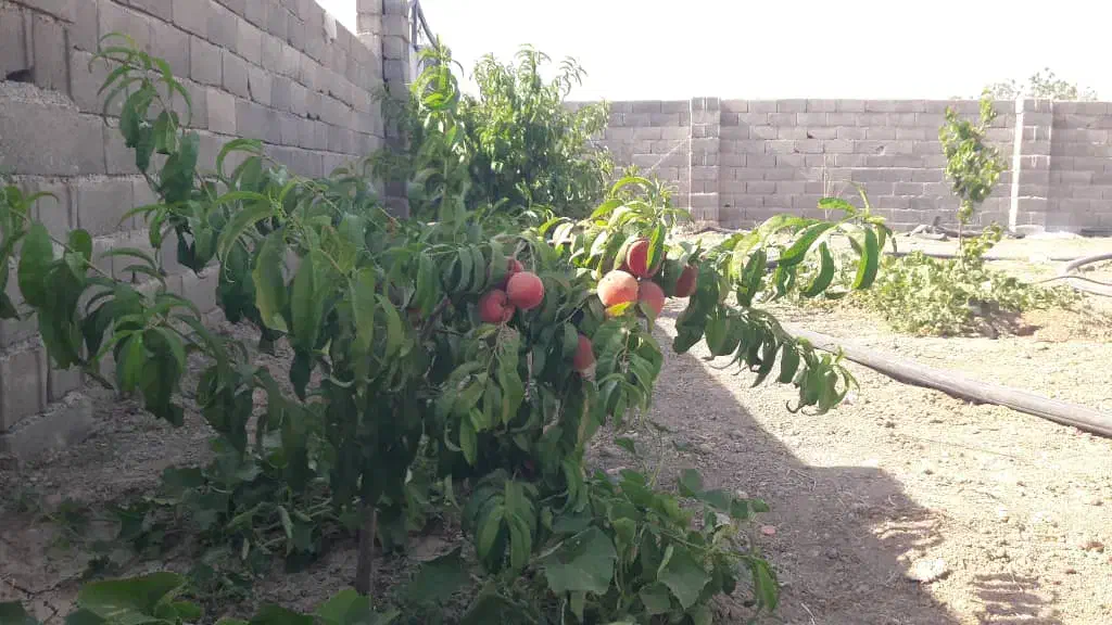 باغ|فروش زمین و ملک کلنگی|شبستر, |دیوار