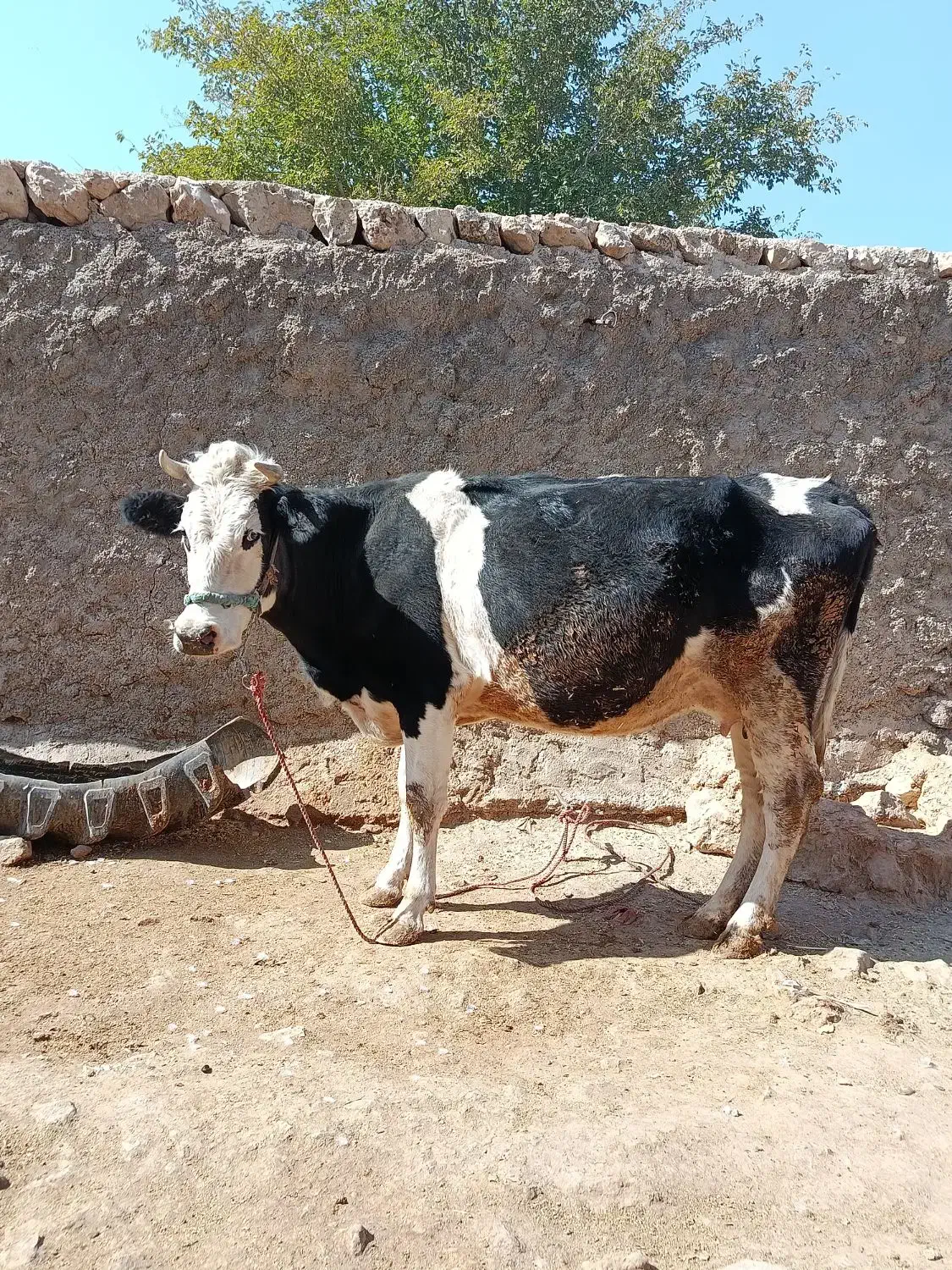 گاو و گوساله هلشتاین|حیوانات مزرعه|گوآور, |دیوار