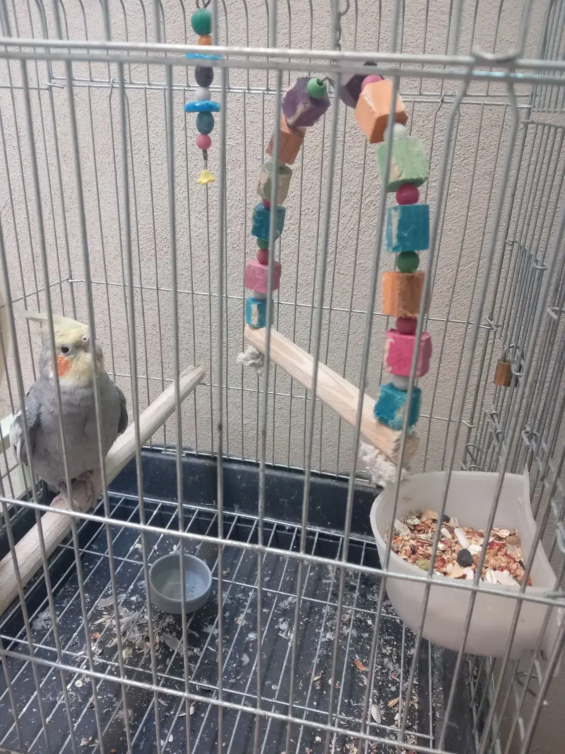 عروس هلندی نر همراه قفس|پرنده|ری, شهرک نظامی|دیوار