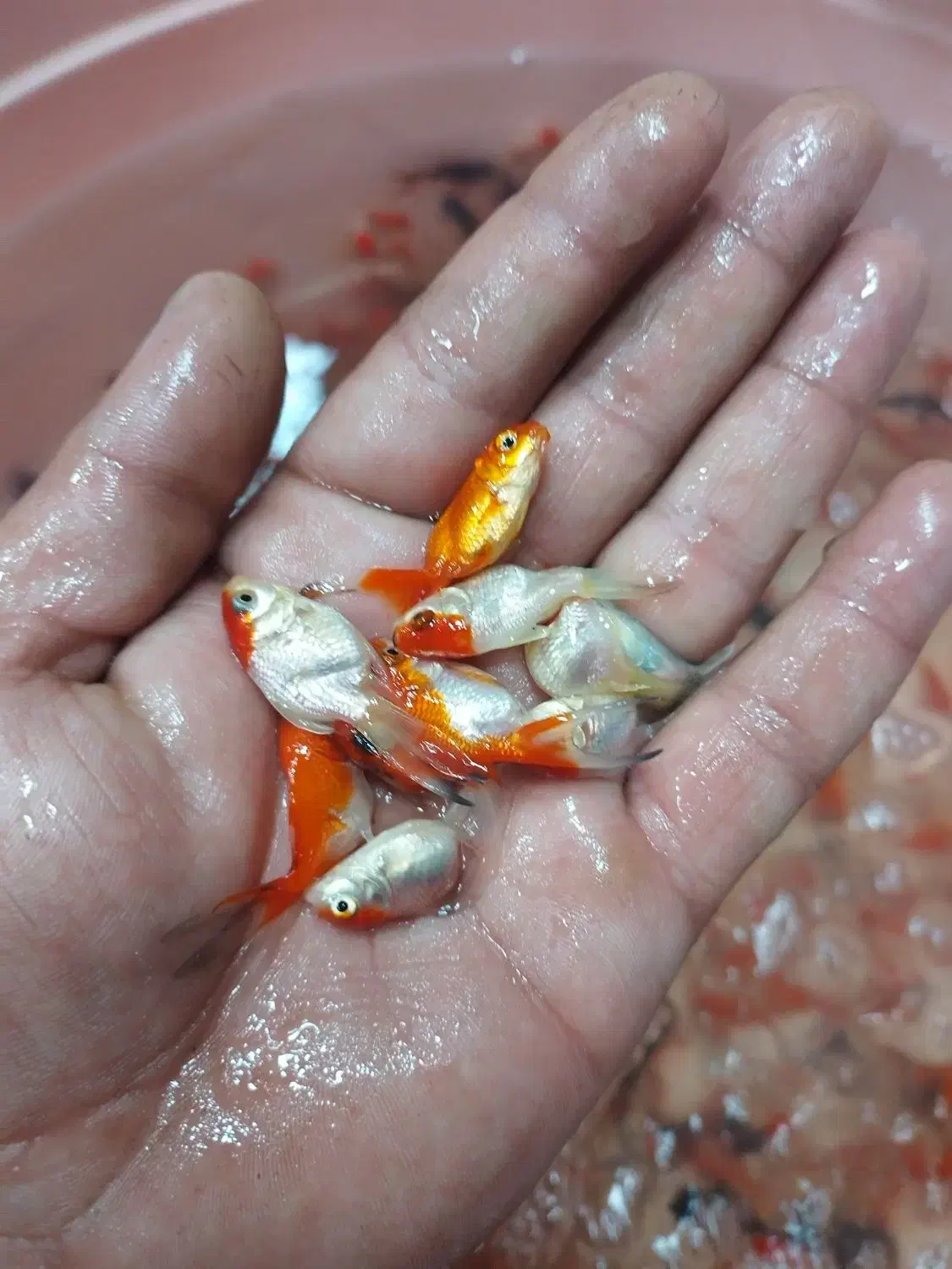 ماهی قرمز|ماهی|یزد, |دیوار