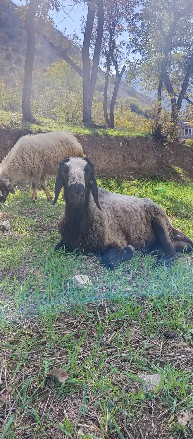 قوچ اصیل شال|حیوانات مزرعه|منجوان, |دیوار