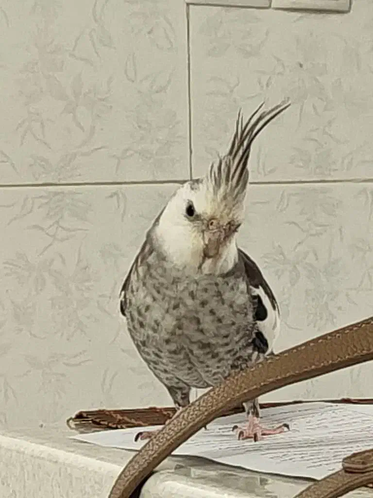 عروس هلندی دستی|حیوانات|شیراز, کوشک میدان|دیوار