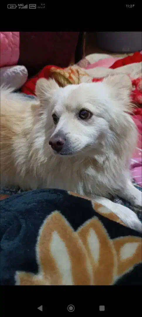 سگ گمشده حوالی نصر|حیوانات|شیراز, شریفآباد|دیوار