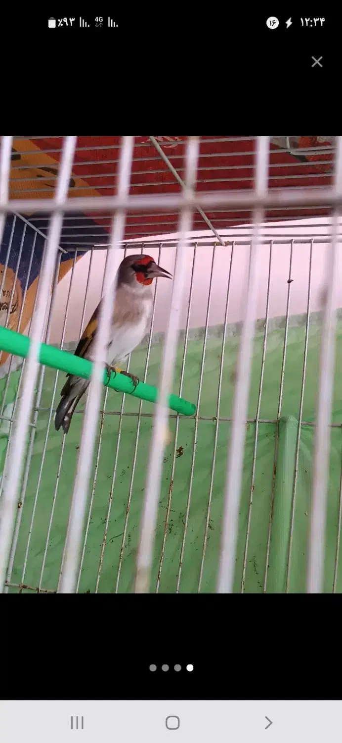 سهره|پرنده|مشهد, طبرسی شمالی|دیوار