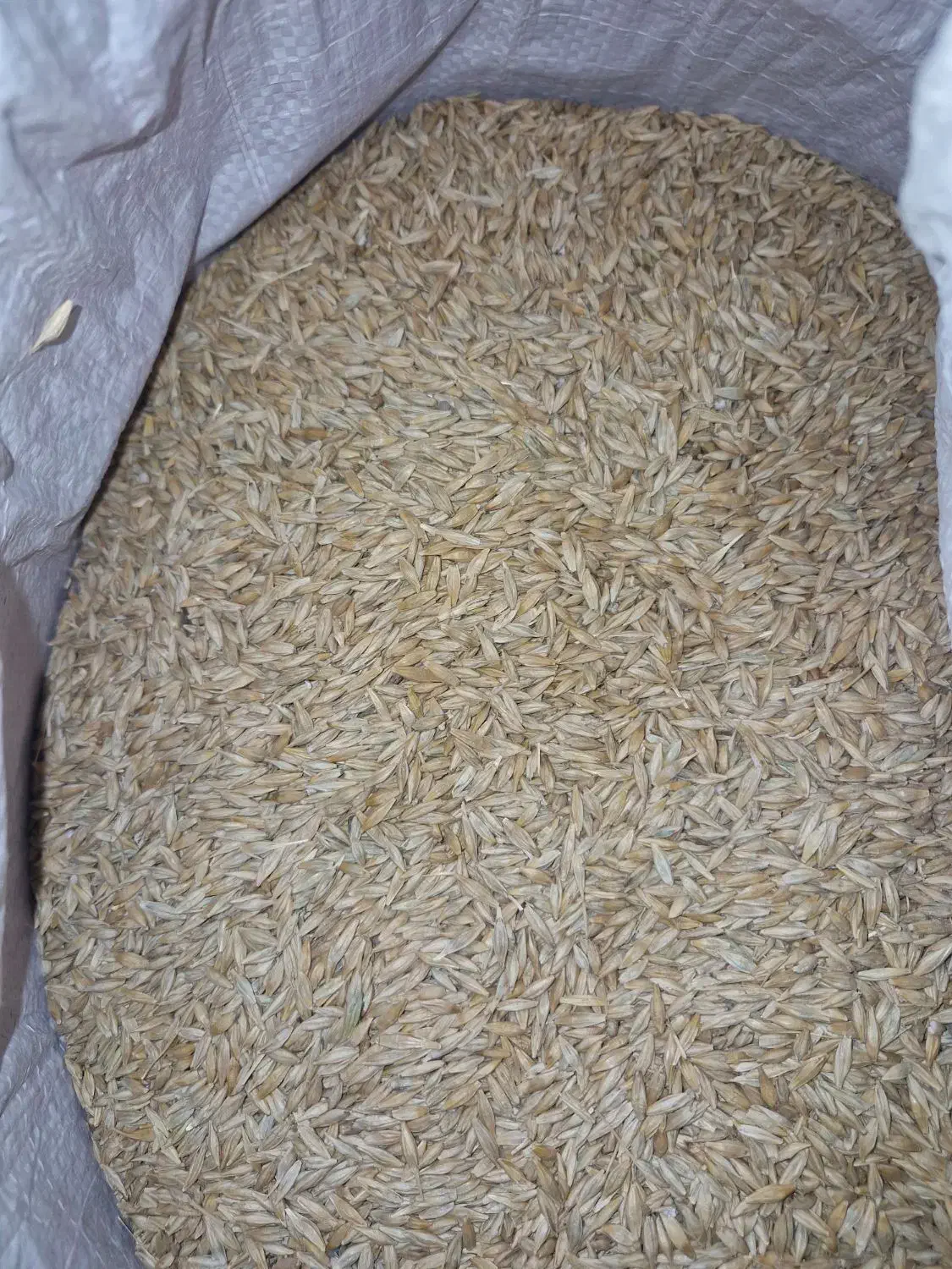 جو بذری بوجاری شده|خدمات باغبانی و درختکاری|گنبد کاووس, |دیوار
