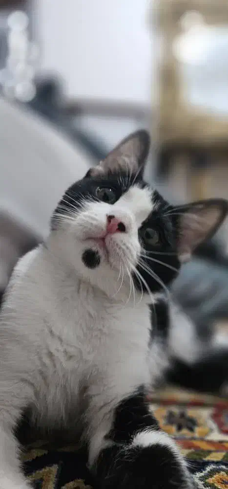 واگذاری گربه میکس بریتیش|گربه|اصفهان, باغ گلها|دیوار