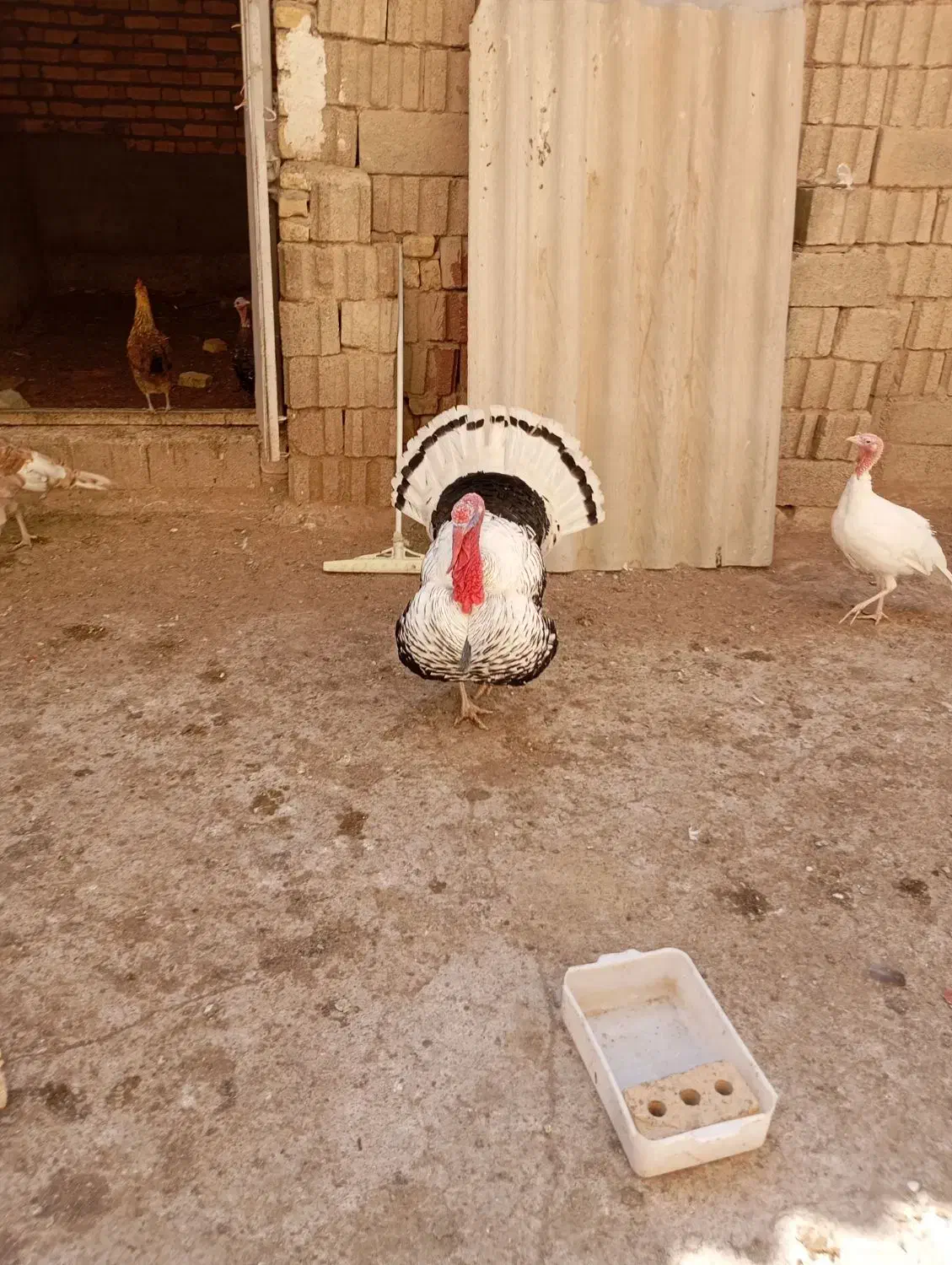 بوقلمون نر و ماده|حیوانات مزرعه|مرودشت, رودبال|دیوار