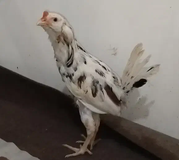 مرغ خروس محلی و گلین|حیوانات مزرعه|کردکوی, |دیوار