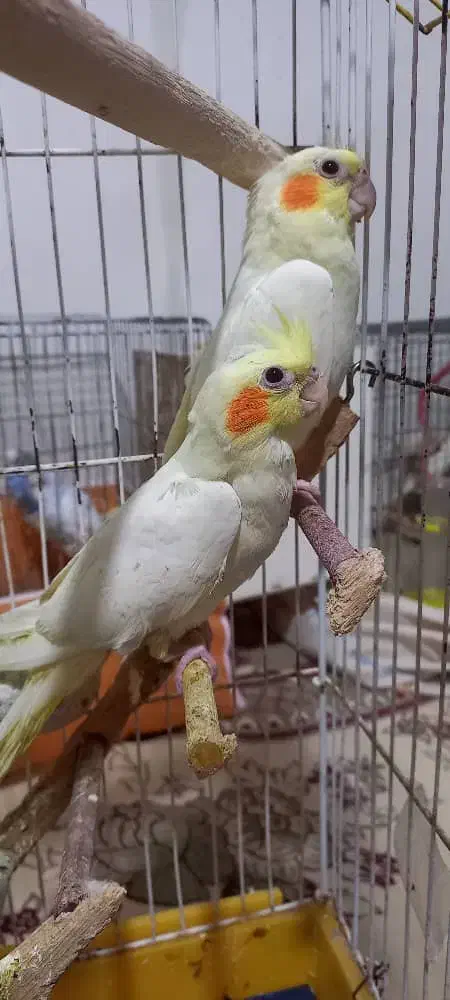 پرنده عروس هلندی|پرنده|مسجد سلیمان, |دیوار