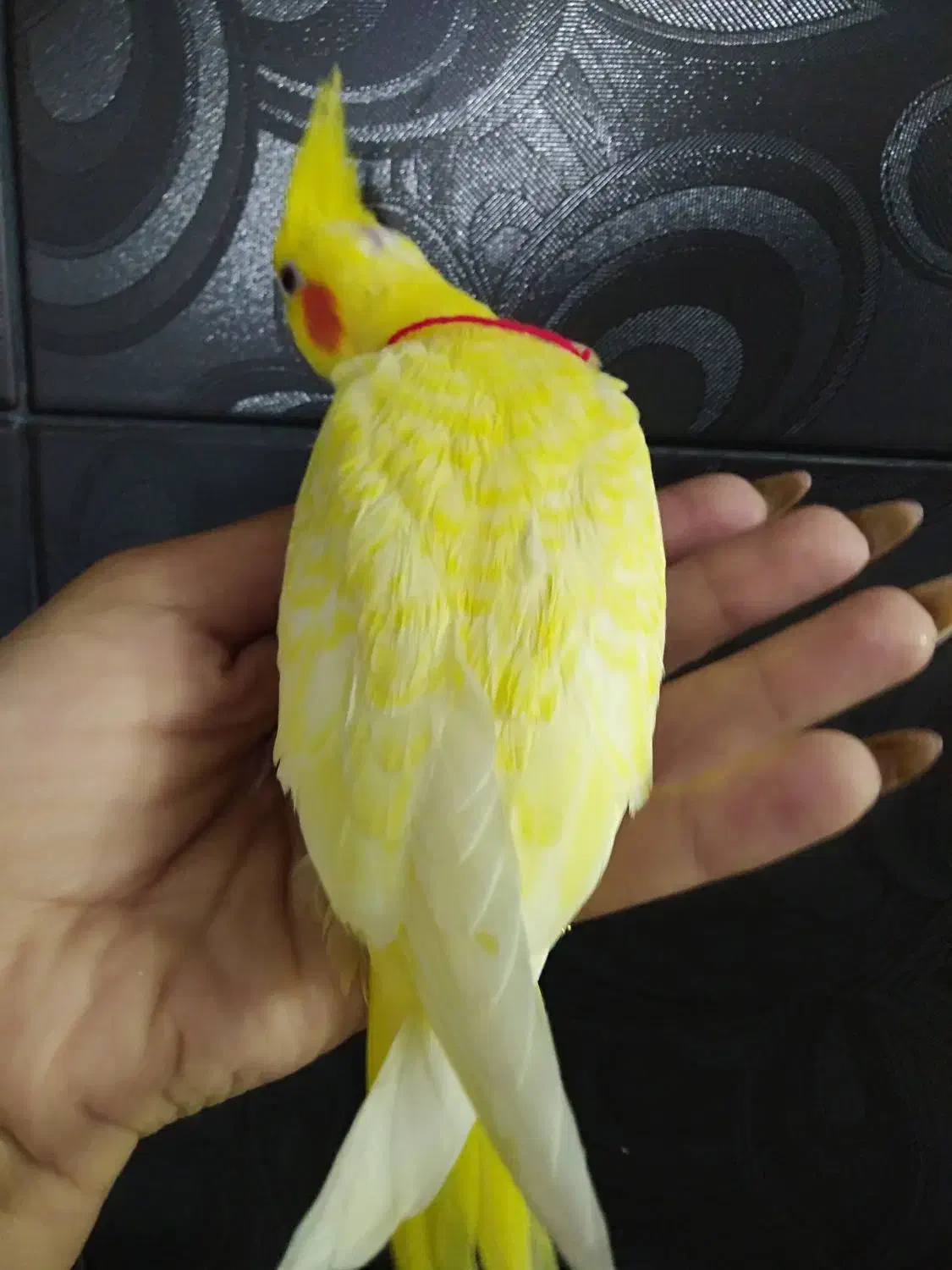 جوجه لوتینو کاملا زعفرونی|پرنده|شیراز, دروازه قران|دیوار