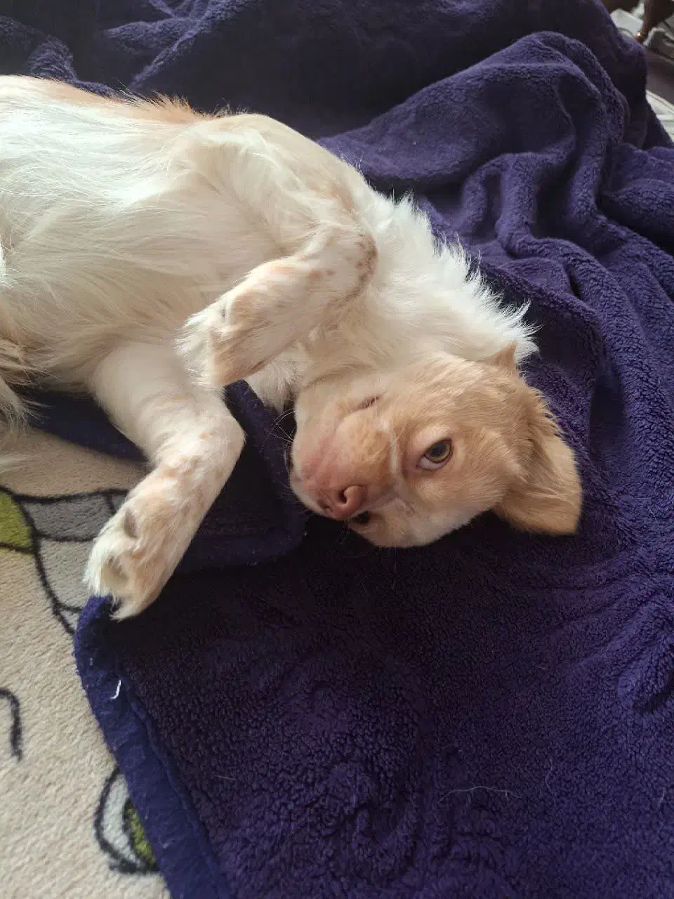 سگ مالتیز واگذاری|سگ|اسلامشهر, شهرک قائمیه|دیوار