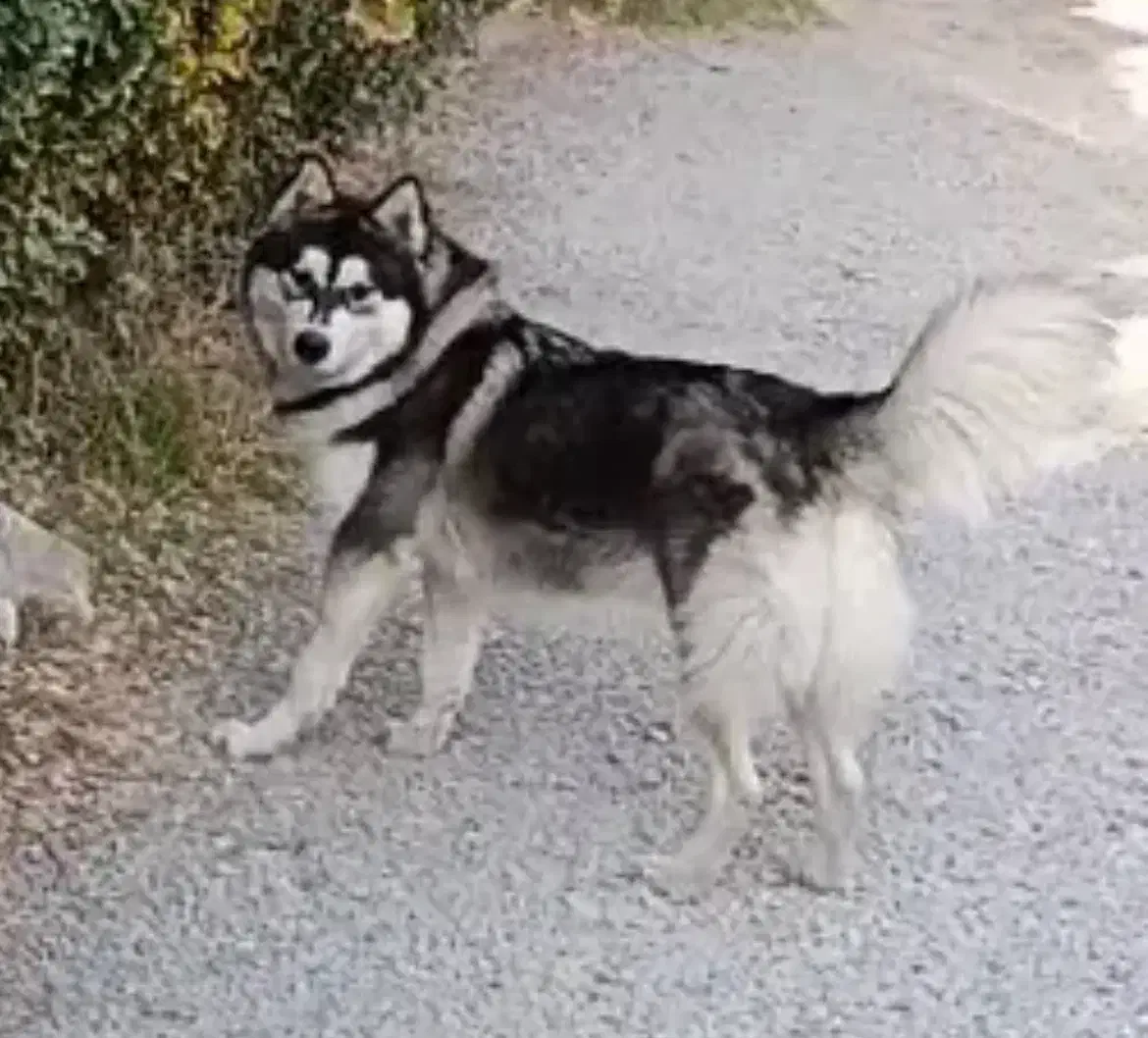 سگ هاسکی نر|سگ|کرج, شهرک آسمان|دیوار