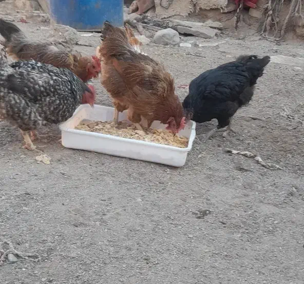 مرغ تخم گزار|حیوانات مزرعه|سده (خراسان جنوبی), |دیوار