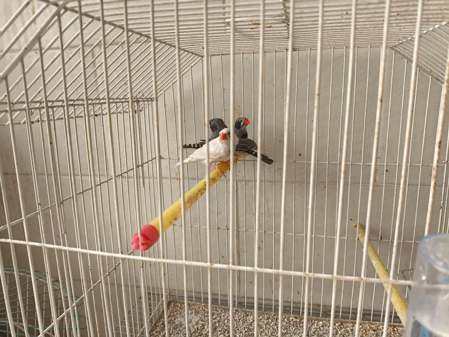 فنچ|پرنده|اردکان, |دیوار