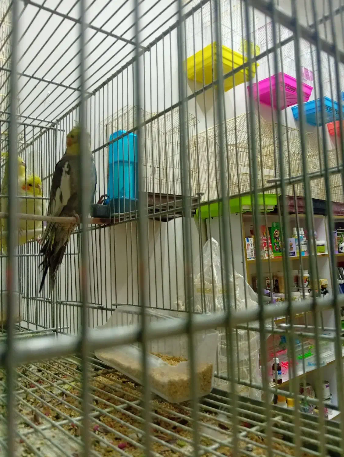 انواع طوطی  مرغ عشق.برزیلی.فنچ.عروس هلندی.گیرینچیک|پرنده|الوند, |دیوار