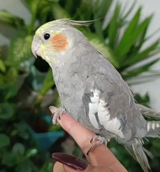 عروس هلندی گمشده به یابنده مژدگانی داده میشود|پرنده|کوهدشت, |دیوار