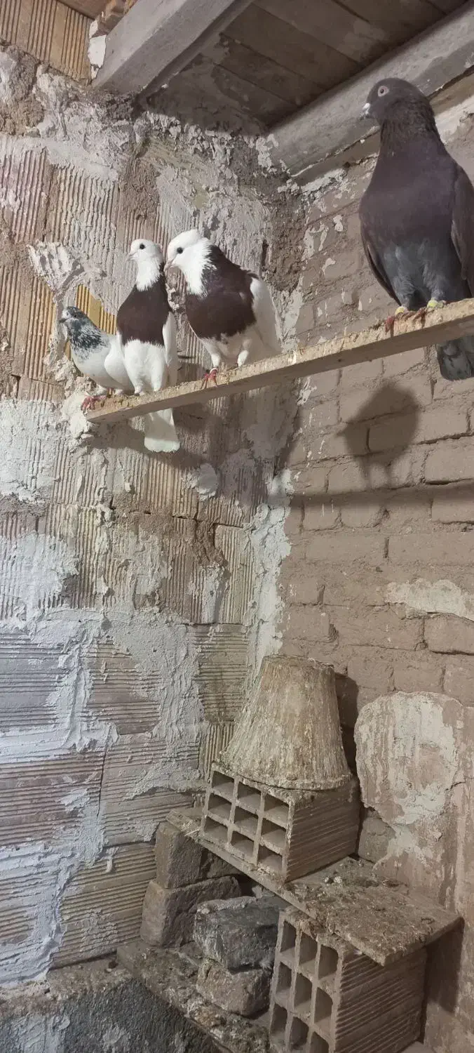 کبوتر|پرنده|خواجه, |دیوار