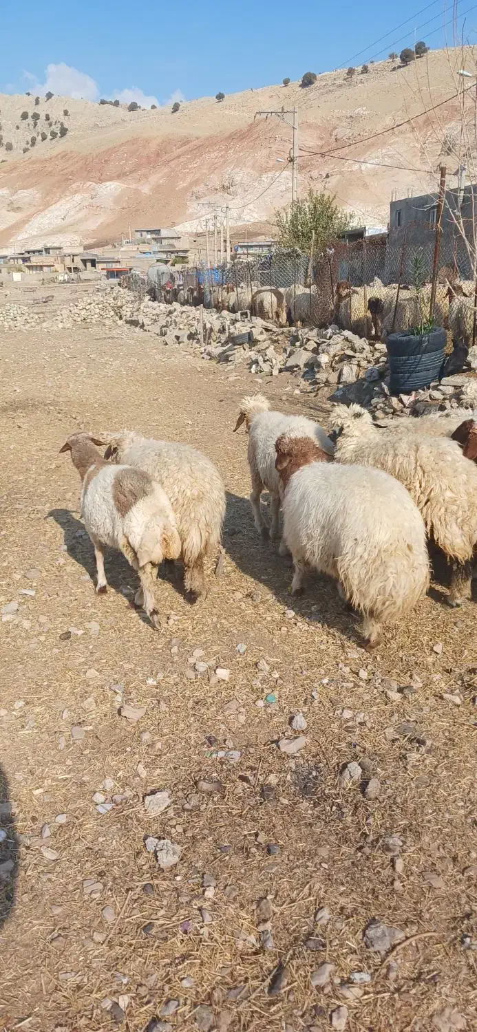 گوسفند، کور ماده|حیوانات مزرعه|آبدانان, |دیوار