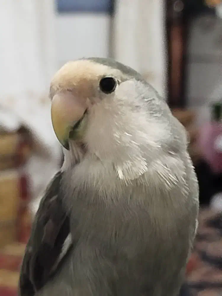 طوطی برزیلی گم شده|پرنده|بندر امام خمینی, |دیوار