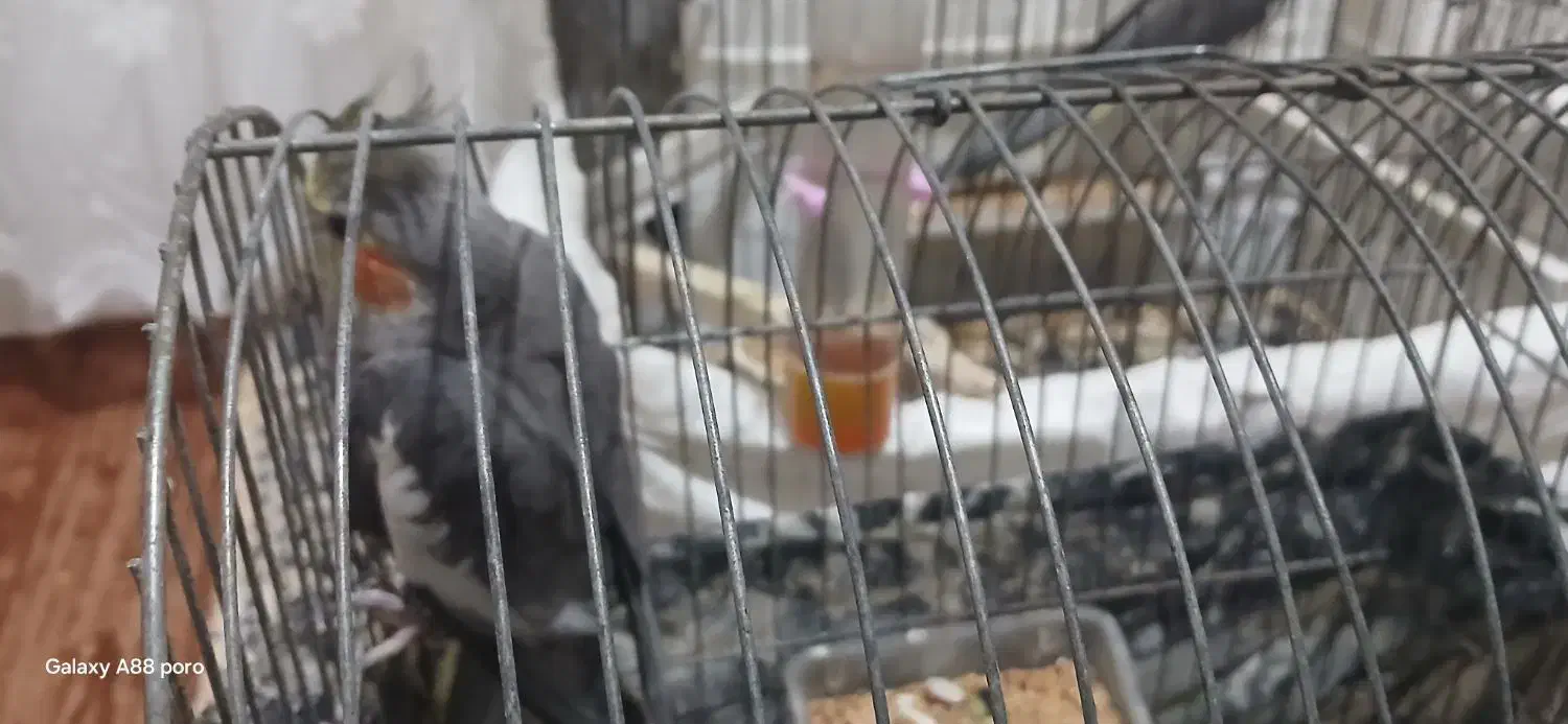 عروس هلندی|پرنده|رشت, سلیمانداراب|دیوار