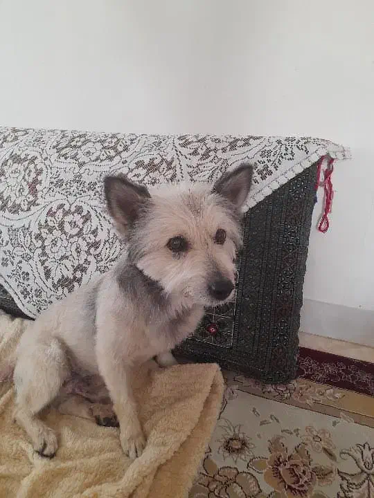 واگذاری سگ تربیت شده|سگ|فردیس, فردیس|دیوار