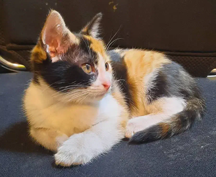 گربه گمشده شهرک سلمان فارسی|گربه|اسفراین, |دیوار