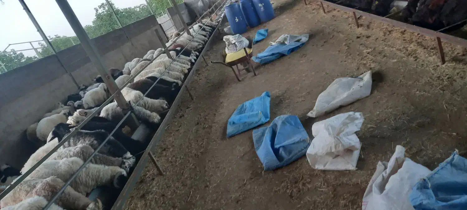 فروش ۲۰۰راس بره|حیوانات مزرعه|شیراز, آبیاری|دیوار