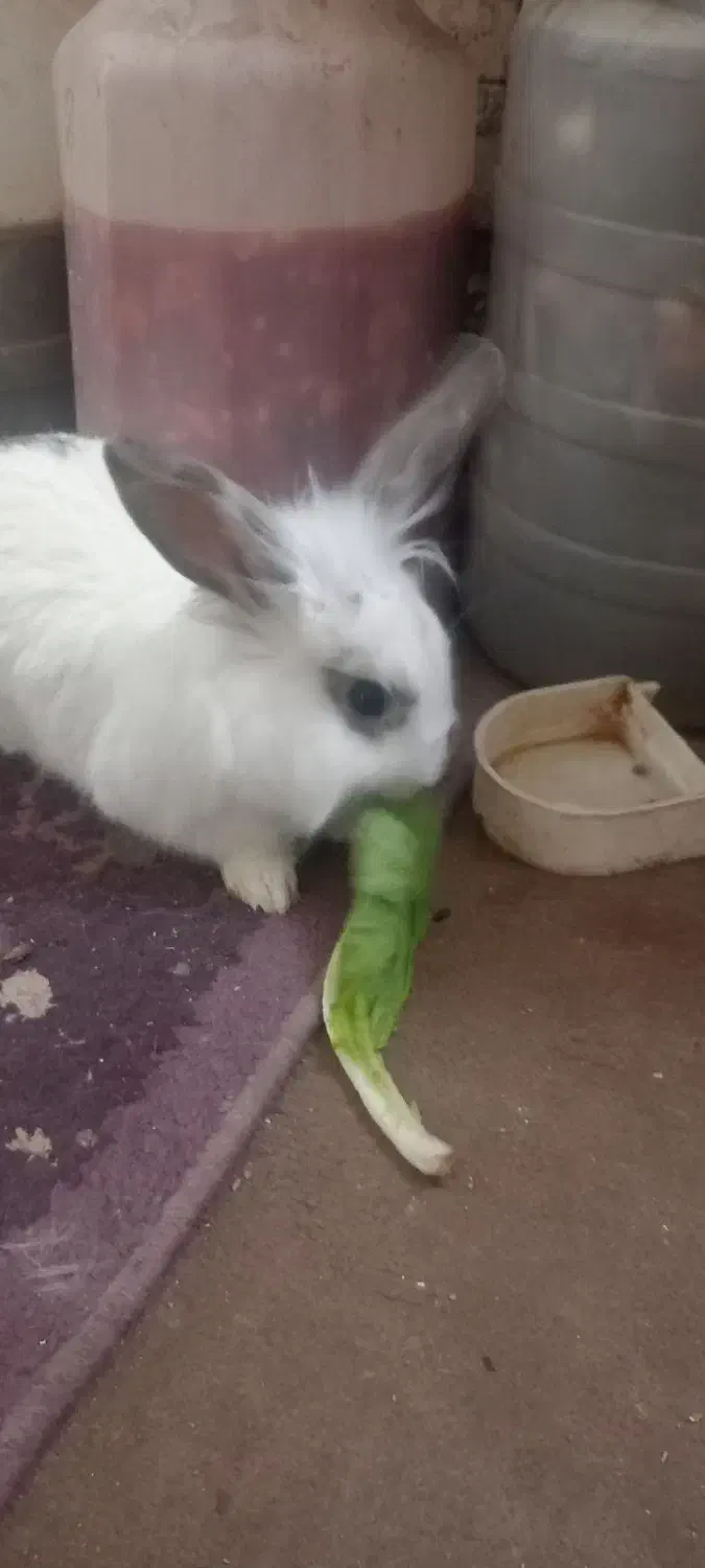 خرگوش لوپ|موش و خرگوش|چناران, |دیوار